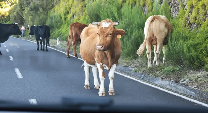 Kühe pausieren vom Weidegang mitten auf der Landstraße