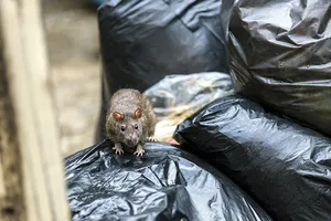 Eine neugierige Ratte läuft über Müllsäcke