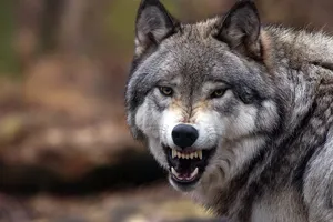 Wolf zeigt Zähne