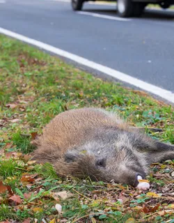 Totes Wildschwein liegt am Straßenrand