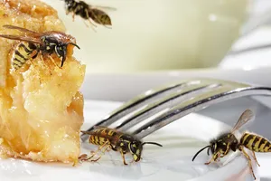 Dieser Kuchen schmeckt auch den Wespen - bei der Taille müssen die sich auch nicht zurückhalten.