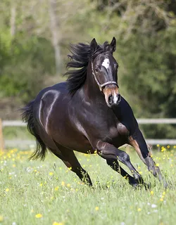Ein schwarzes Pferd läuft in vollem Galopp durch den warmen Sommerwind über eine Koppel