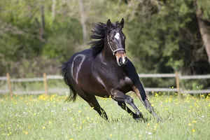 Ein schwarzes Pferd läuft in vollem Galopp durch den warmen Sommerwind über eine Koppel