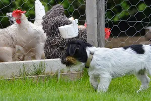 Ein kleiner schwarz-weißer Hund stolziert am Zaun zum Hühnergehege entlang