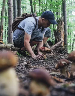 Ein Pilzsammler kniet auf dem Waldboden vor einem Flecken mit vielen Steinpilzen