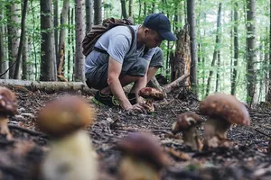 Ein Pilzsammler kniet auf dem Waldboden vor einem Flecken mit vielen Steinpilzen
