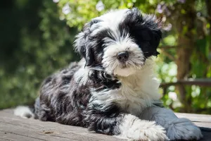 Ein kleiner schwarz-weißer Hund sonnt sich auf der Terrasse