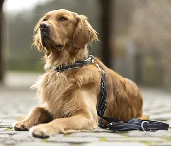 Porträt von Mäx Nyboer (Mecklenburgische Versicherung)