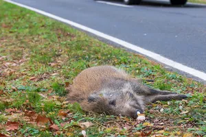 Totes Wildschwein liegt am Straßenrand