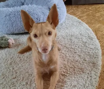 Porträt von Tilda (Mecklenburgische Versicherung)