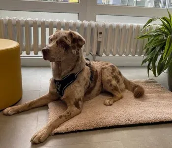 Porträt von Cookie (Bürohund) (Mecklenburgische Versicherung)