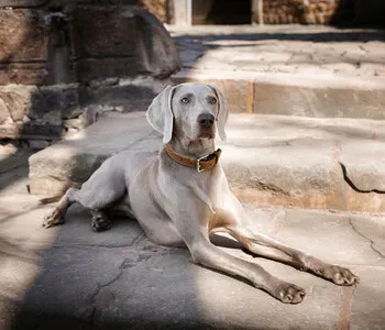 Porträt von Donna (Mecklenburgische Versicherung)