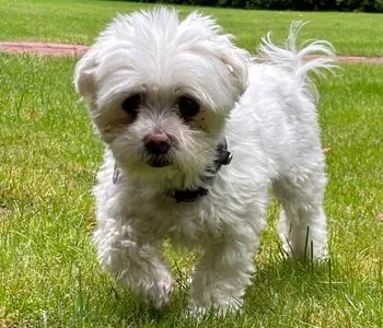 Porträt von Bonnie (Mecklenburgische Versicherung) Porträt von Bonnie (Mecklenburgische Versicherung)