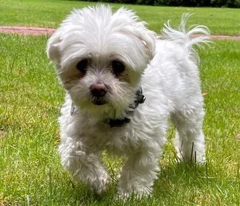 Porträt von Bonnie (Mecklenburgische Versicherung)