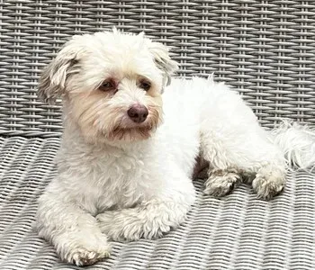 Porträt von Fiete Over (Mecklenburgische Versicherung)