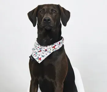 Porträt von Chayenne (Mecklenburgische Versicherung)