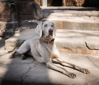 Porträt von Donna (Mecklenburgische Versicherung) Porträt von Donna (Mecklenburgische Versicherung)