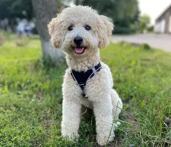 Porträt von Otto (Mecklenburgische Versicherung) Porträt von Otto (Mecklenburgische Versicherung)