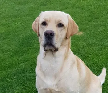 Porträt von Luke (Mecklenburgische Versicherung) Porträt von Luke (Mecklenburgische Versicherung)