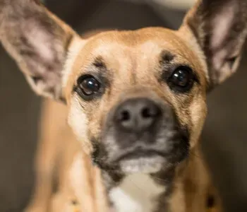 Porträt von Bürohund Elli (Mecklenburgische Versicherung)