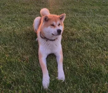 Porträt von Akira (Mecklenburgische Versicherung)