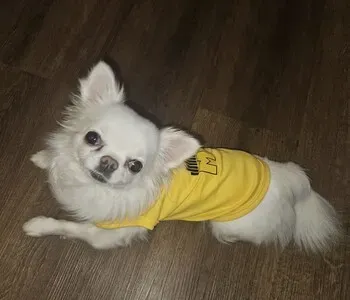 Porträt von Adelie Chihuahua (Mecklenburgische Versicherung)