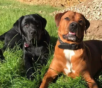 Porträt von Odin & Cookie (Mecklenburgische Versicherung)