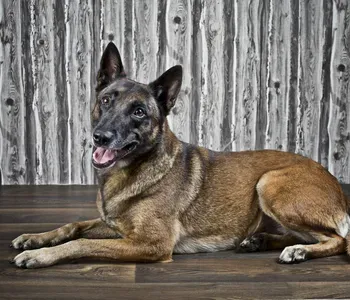 Porträt von Rika (Mecklenburgische Versicherung)