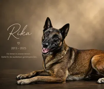 Porträt von Bürohund Rika (Mecklenburgische Versicherung)