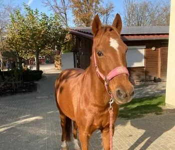 Porträt von Toffi (Mecklenburgische Versicherung) Porträt von Toffi (Mecklenburgische Versicherung)