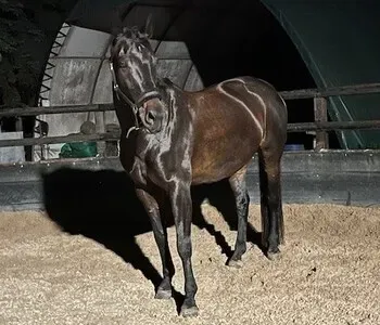 Porträt von Tadellos (Mecklenburgische Versicherung) Porträt von Tadellos (Mecklenburgische Versicherung)